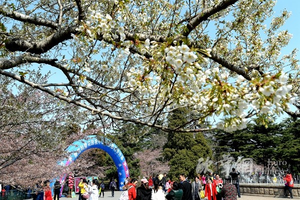 图：游客在青岛中山公园欣赏樱花