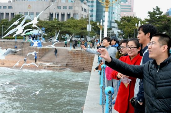 图：游客在青岛栈桥上欣赏海鸥