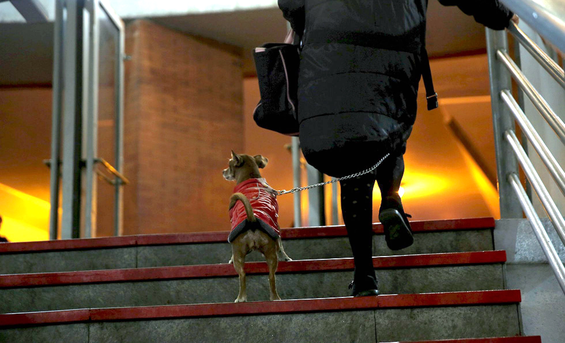 马德里携宠物狗乘地铁需注意什么?