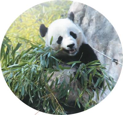 大熊猫“宝宝”在美国华盛顿国家动物园内吃竹子。(本报记者
