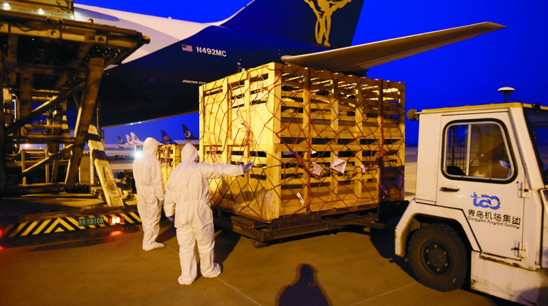 ［配图：青岛机场工作人员在对“钻石羊”进行卸机作业。］
