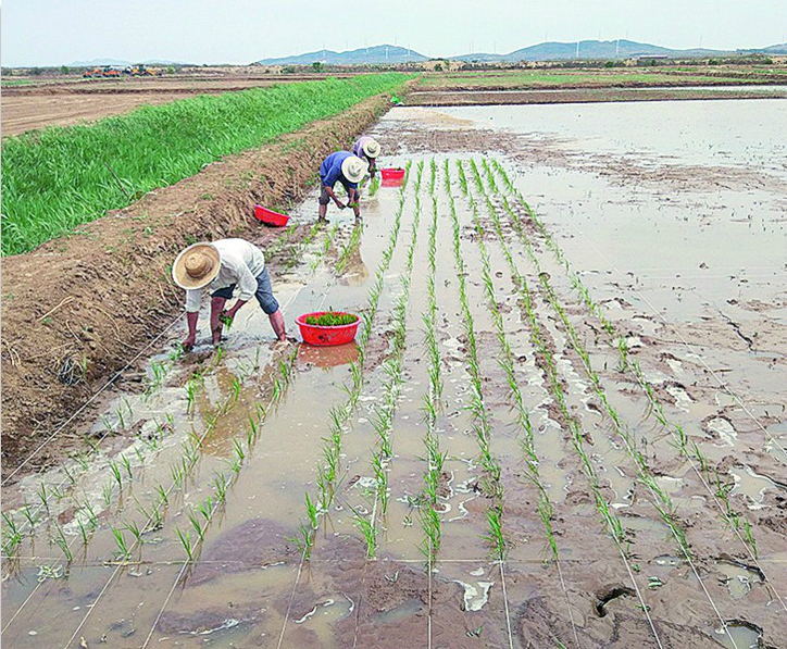 耐盐碱水稻开始在金口示范基地插秧。