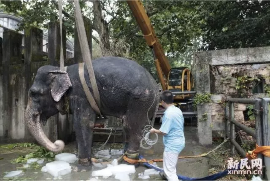 亚洲象“版纳”正在准备输液。周馨