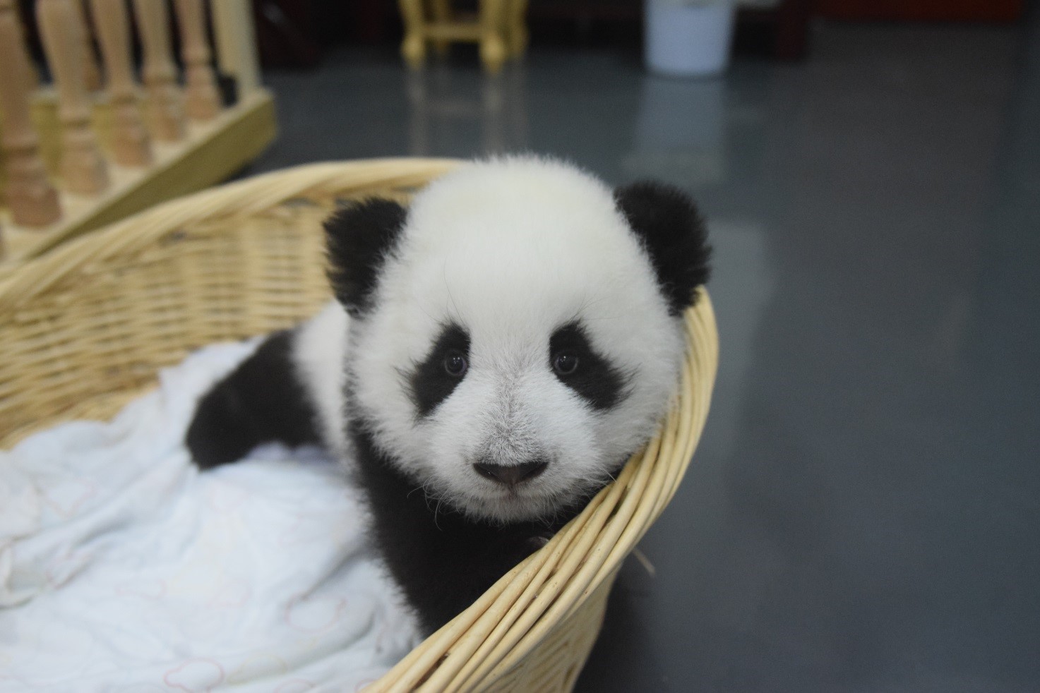 上图为：四个月大的大熊猫宝宝。（供图：中国大熊猫保护研究中心。）