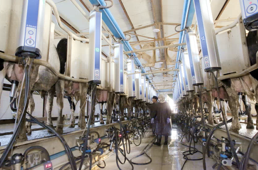 2017年12月8日，山东省东营市阳光庄园牧业自动化挤奶厅里，技术员在对奶牛进行挤奶前消毒。