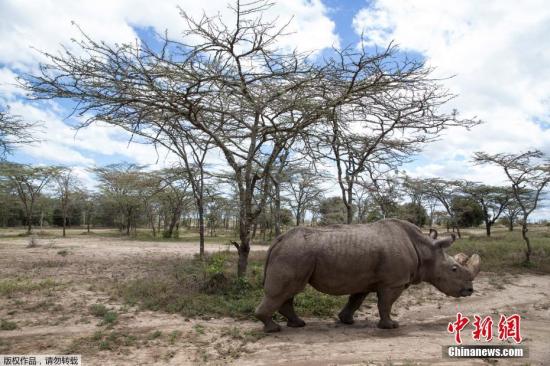 奥尔佩杰塔自然保护区首席执行官执行官理查德·瓦因称，“苏丹”是北方白犀牛这一物种的“大使”，它提高了人们对犀牛以及其他面临灭绝威胁的物种的关注。