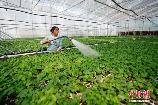 资料图：贵州省镇宁县江龙镇水洞村蔬菜种植基地，一位农民在大棚里给苦瓜育苗浇水。中新社记者