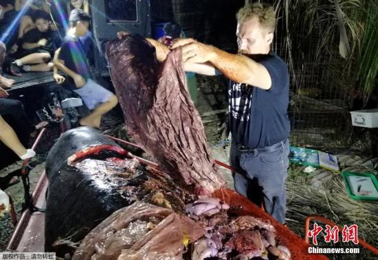 当地时间2019年3月16日，菲律宾一家博物馆的工作人员近日在该国达沃市东海岸发现了一只死亡的柯氏喙鲸(the