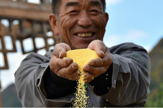2018年10月10日，在山东烟台益通休闲农场，农民展示谷子脱壳后的小米。(孙文潭/人民图片)