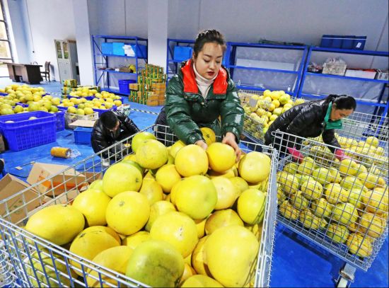 2020年12月8日，贵州省印江土家族苗族自治县电商云仓智慧集配中心工作人员忙着包装红香柚。