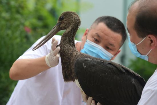 2020年8月7日，沧州野生动物救护中心专家对一只患病黑鹳进行救治。傅新春/人民图片