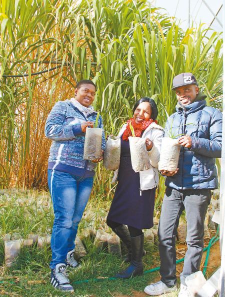 在莱索托首都马塞卢郊区，学习平菇种植技术的当地种植户在菌草大棚前合影。人民日报记者