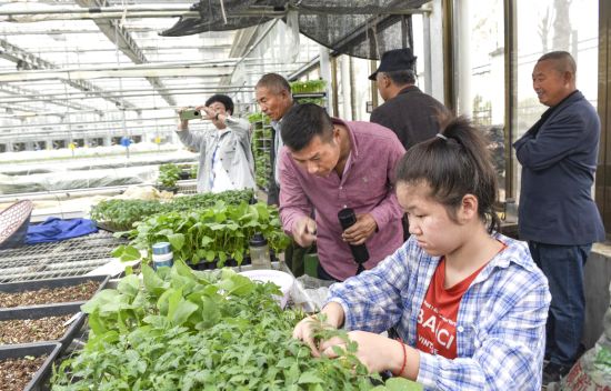 2020年10月29日，来自浙江省金华市金义新区的果蔬种植户到金华国家农业科技园区参观学习特色农业种植。