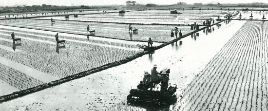 1970年代，广东农村推广使用播秧机。