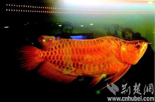 资料图：龙鱼。(荆楚网)