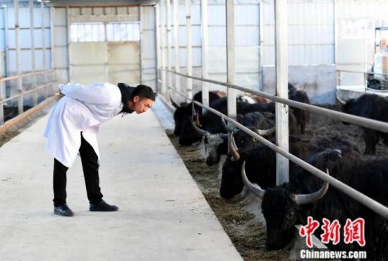 四川藏区阿坝州探索牦牛标准化养殖。中新社记者 安源 摄