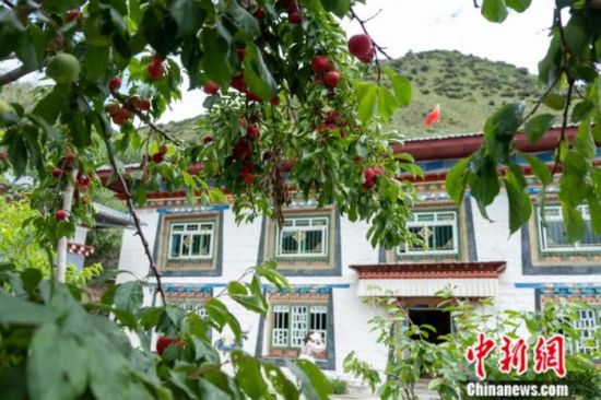 上世纪八十年代，西藏林芝的嘎拉村村民多伐木维生，如今该村已变成远近闻名的旅游目的地。风景秀丽的“桃花源”是从当年的伐木村转变而来。图为2021年7月拍摄的嘎拉村典型藏式院落。中新社记者 江飞波 摄