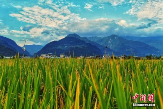 资料图：四川平武，蓝天白云下成片的水稻。胡宇 摄