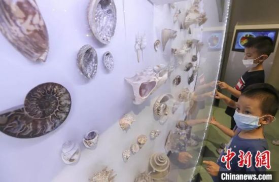 2020年8月23日，儿童在山西省科技馆科技馆“螺优雅地诠释了达尔文进化论”展区参观海螺标本。中新社记者 张云 摄