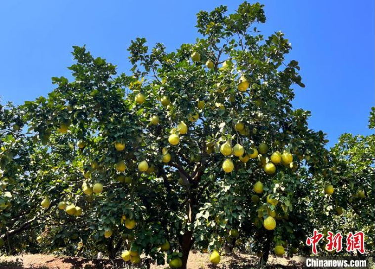 位于梅州梅县的柚子树硕果累累　罗学金　摄
