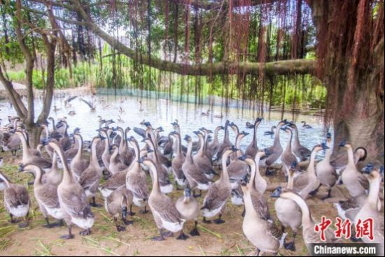 台山市斗山镇一养殖场的马冈肉鹅即将上市 甄永光 摄 台山市斗山镇一养殖场的马冈肉鹅即将上市 甄永光 摄