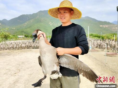 台山市都斛镇养殖户李羡明介绍“好山好水养好鹅”的成功经验 杨尘 摄 台山市都斛镇养殖户李羡明介绍“好山好水养好鹅”的成功经验 杨尘 摄