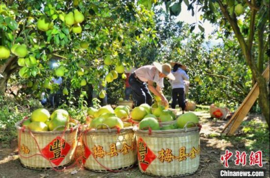 梅县柚农喜获丰收 罗学金 摄 梅县柚农喜获丰收 罗学金 摄