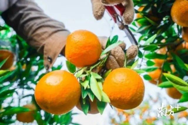 柑橘是广东人的好意头