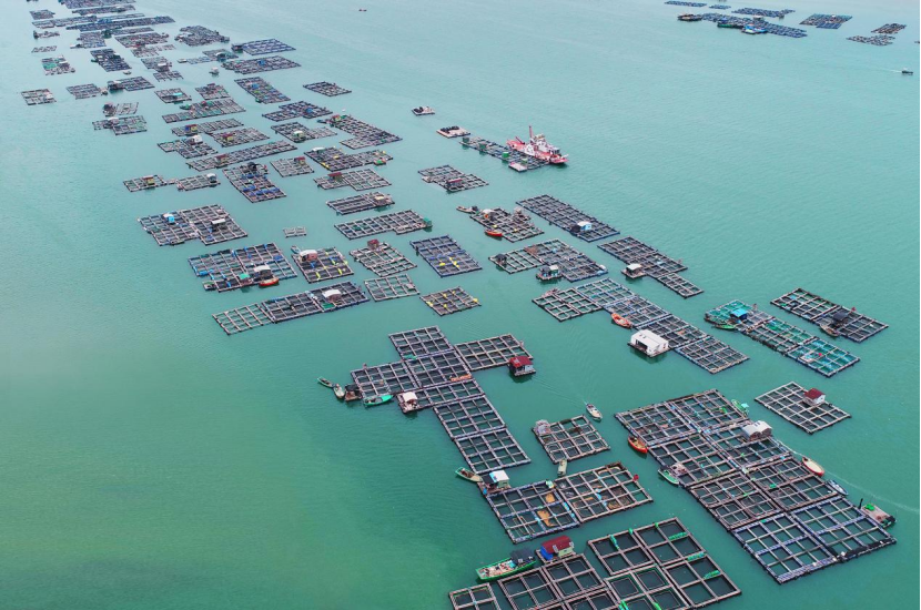 位于北部湾的流沙海域南珠生产基地。何盈