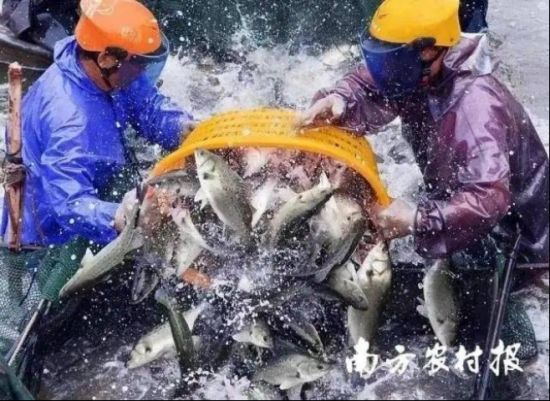 全国十条海鲈,七条来自白蕉 全国十条海鲈,七条来自白蕉