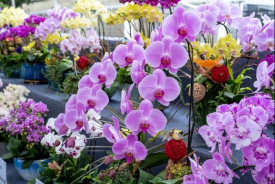 蝴蝶兰。程麒摄 蝴蝶兰。程麒摄