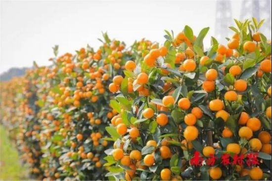 全国近八成盆桔产自佛山陈村镇 全国近八成盆桔产自佛山陈村镇