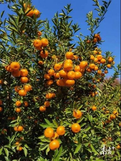龙门年桔 龙门年桔