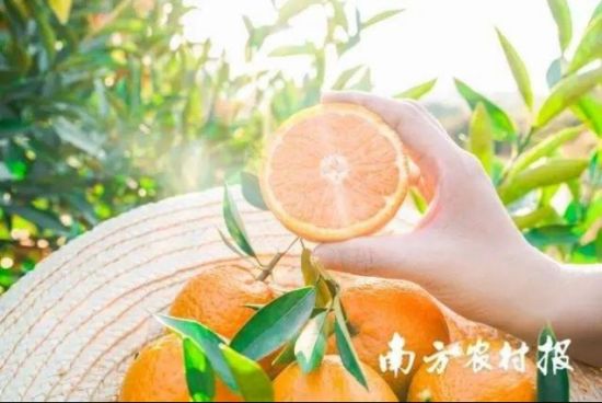 潮汕人拜年,互换“大吉” 潮汕人拜年,互换“大吉”