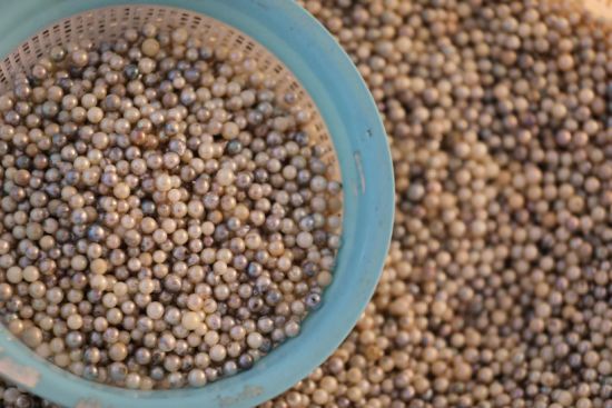 未经加工的珍珠。郭龙碧 摄