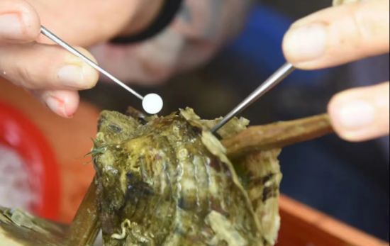 养殖人员给母贝植核。受访者供图