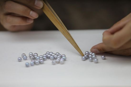 工人在分拣珍珠。郭龙碧 摄