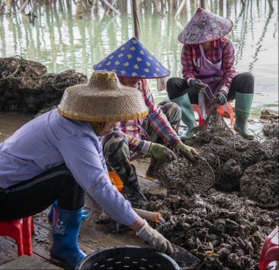 雷州市流沙村的珍珠养殖基地里，一派繁忙的景象。何盈 摄