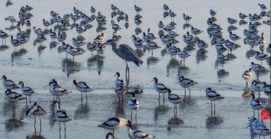 湿地与大面积的基围适合迁徙水鸟落脚繁衍