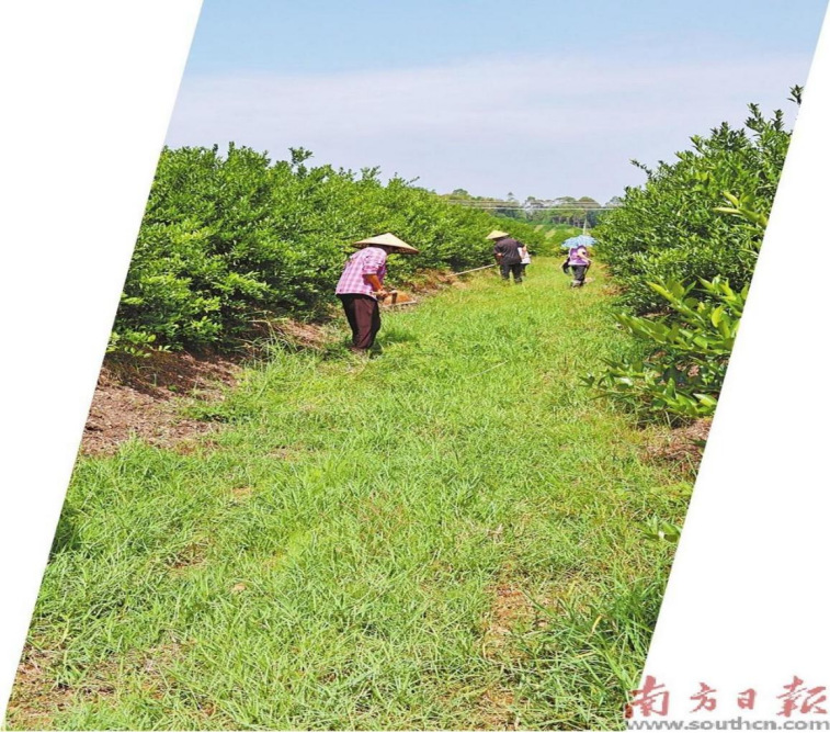 江门恩平市沙湖镇和平村的村民在柑园劳作。南方日报记者