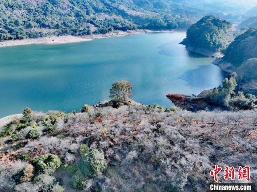 广州市流溪河国家森林公园的大片梅花绽放。广州市林业和园林局