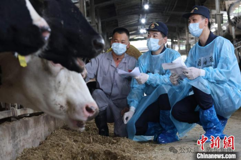 海关关员到供港生乳奶牛养殖基地开展现场监管。广州海关供图