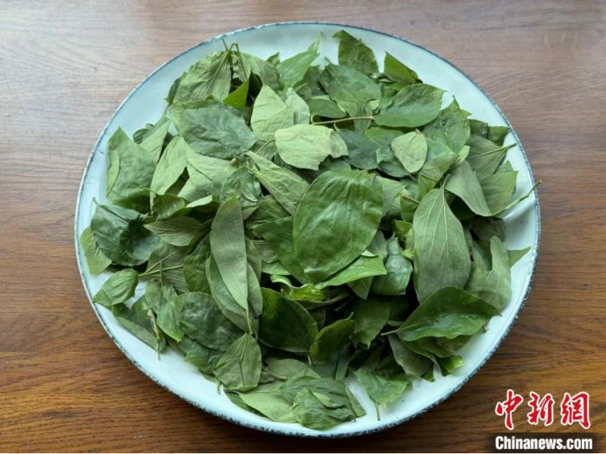 潮汕地区至今仍保持着清明节前后吃朴籽叶制品的习俗。　中新社记者