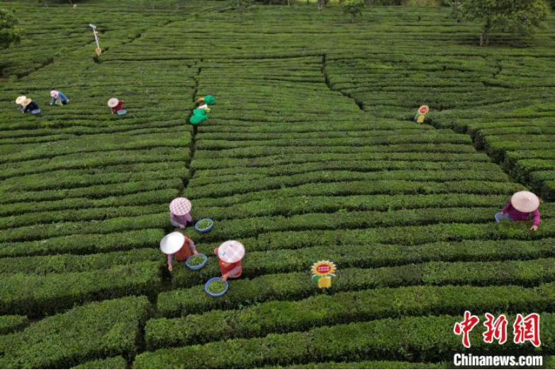 3月21日，广东柏塘万亩茶园里的茶农正在采摘春茶。中新社记者