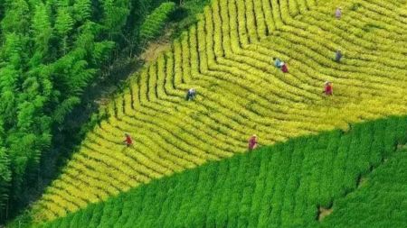太华镇太平村茶园竹林的航拍场景（徐瑨摄）