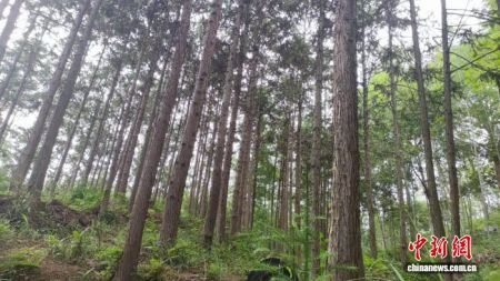 韶关市仁化县培育的大径材。广东省林业局 供图