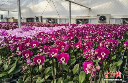 广东万顷园艺世界培植的蝴蝶兰。广东省林业局 供图