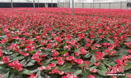 广州花卉研究中心的红掌。广东省林业局 供图