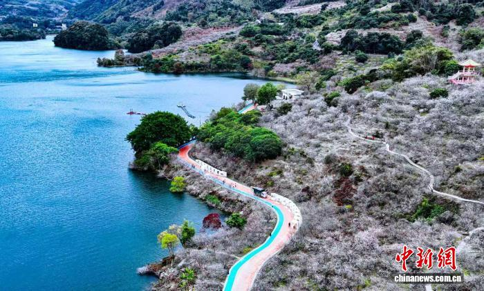 广州流溪河国家森林公园梅花绽放。广东省林业局