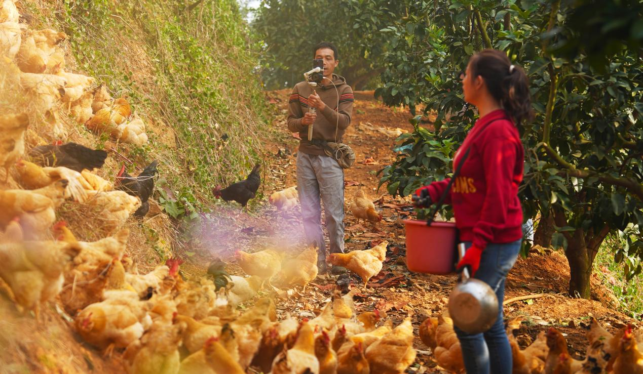 只要没有特殊安排,每天早8点,刘澄华和爱人都会准时开直播卖鸡和农产品。